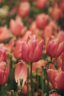 粉色郁金香花海