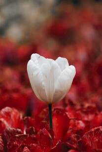 白花于红丛中傲然挺立