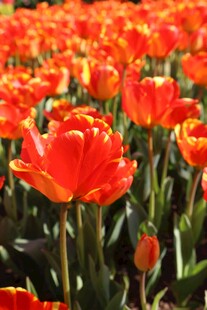 绚烂橙郁金香花田