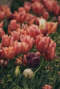 缤纷郁金香花海
