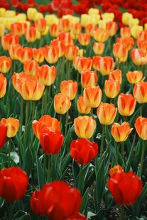 多彩郁金香花海