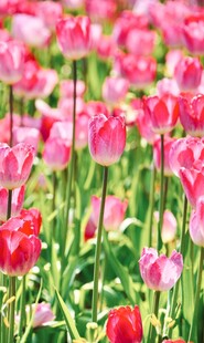 浪漫粉郁金香花海