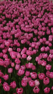 粉色郁金香花海
