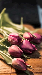 紫色郁金香花束特写
