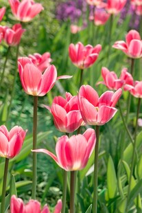 粉色郁金香花海绽放