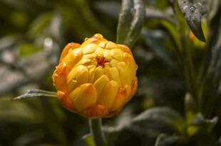 黄色花朵特写