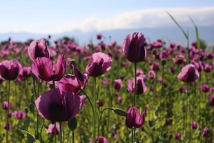 紫色郁金香花海