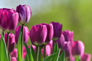 绽放的紫色郁金香花丛