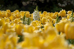金黄郁金香花海美景