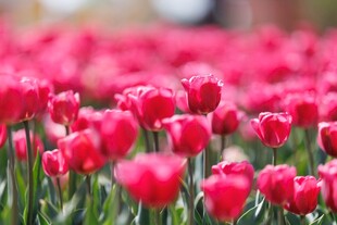 浪漫红郁金香花海