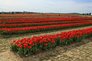 郁金香花海田园美景