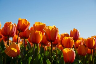 橙色郁金香花海
