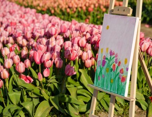画架前的烂漫郁金香花海