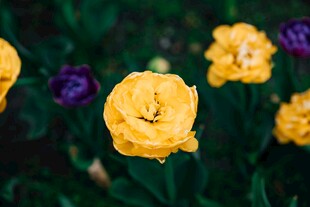 黄色郁金香与紫色花卉