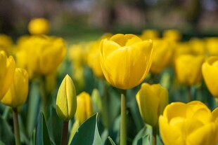 黄色郁金香花海