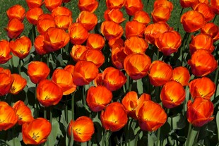 鲜艳橙郁金香花海