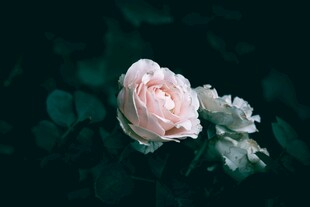 粉色柔美绽放的娇艳花朵