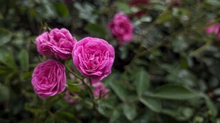 娇艳欲滴的粉色月季花