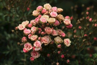 粉色烂漫玫瑰花丛