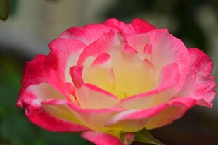 娇艳双色月季花特写