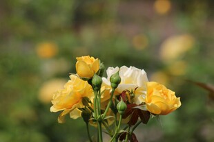 黄白月季花绽放美景
