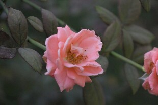 娇艳粉色月季花