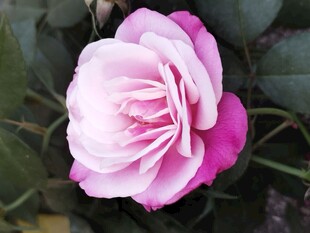 娇艳粉色月季花特写