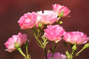 娇艳粉色月季花绽放