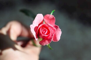 手捧娇艳粉色玫瑰花