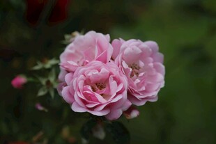 娇艳粉色月季花
