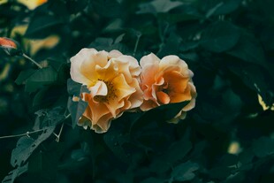 两朵橙黄色娇艳绽放的花