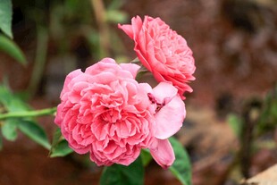 娇艳粉色月季花绽放