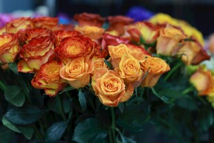 多彩娇艳玫瑰花束