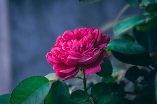 娇艳玫红色月季花特写
