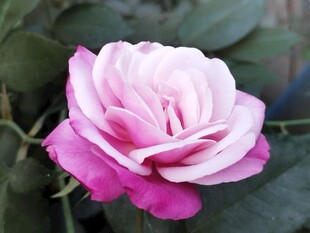 粉白渐变娇艳月季花
