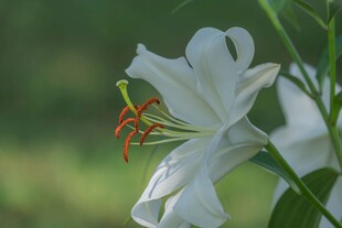 洁白绽放的美丽百合花