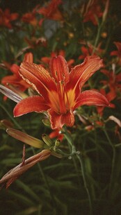 鲜艳红色百合花绽放
