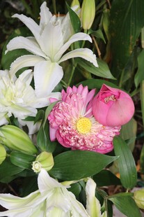 百合与芍药绽放的美丽