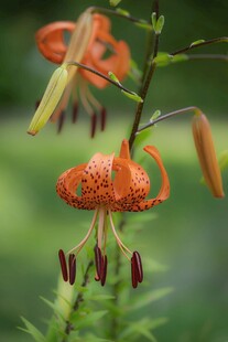 卷丹百合花特写