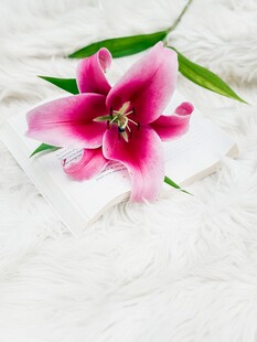 粉色百合花特写