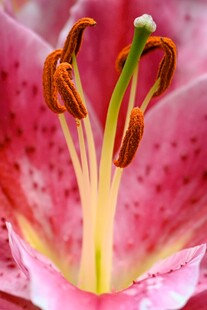 粉色百合花蕊特写