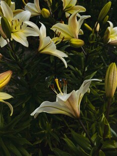绽放的白色百合花