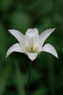 纯洁白色百合花绽放