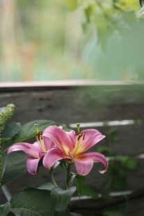 娇艳粉色百合花特写
