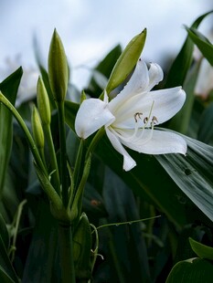 白色绽放的优雅花卉