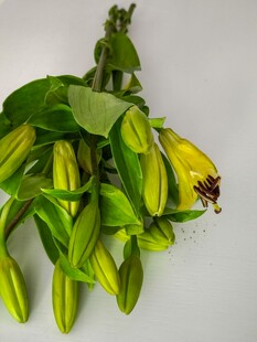 新鲜黄绿色百合花束