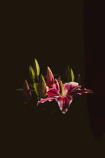 水中绽放的艳丽粉色百合花