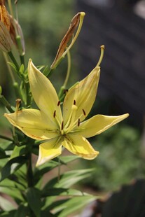 黄色绽放的美丽百合花