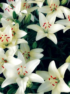 白色百合花特写