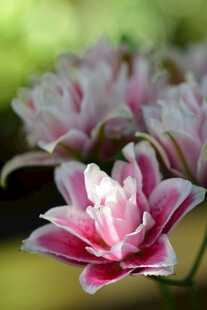 娇艳粉色百合花绽放